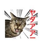 靴下ねこのたびお（個別スタンプ：16）
