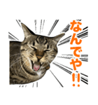 靴下ねこのたびお（個別スタンプ：17）