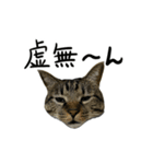 靴下ねこのたびお（個別スタンプ：19）