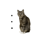靴下ねこのたびお（個別スタンプ：20）
