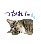 靴下ねこのたびお（個別スタンプ：21）
