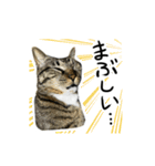 靴下ねこのたびお（個別スタンプ：22）