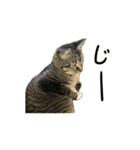 靴下ねこのたびお（個別スタンプ：23）