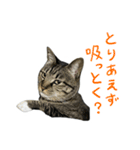靴下ねこのたびお（個別スタンプ：24）