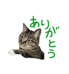 靴下ねこのたびお（個別スタンプ：25）