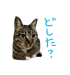 靴下ねこのたびお（個別スタンプ：26）