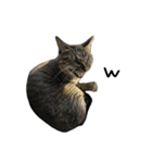 靴下ねこのたびお（個別スタンプ：27）