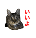靴下ねこのたびお（個別スタンプ：28）