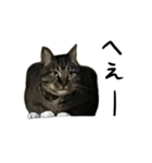 靴下ねこのたびお（個別スタンプ：29）