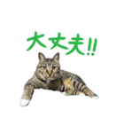 靴下ねこのたびお（個別スタンプ：30）