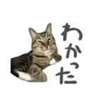 靴下ねこのたびお（個別スタンプ：31）