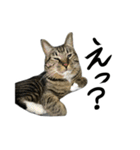 靴下ねこのたびお（個別スタンプ：32）