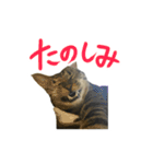 靴下ねこのたびお（個別スタンプ：33）