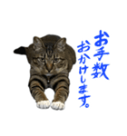 靴下ねこのたびお（個別スタンプ：34）