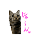 靴下ねこのたびお（個別スタンプ：35）