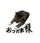靴下ねこのたびお（個別スタンプ：36）
