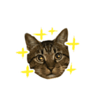 靴下ねこのたびお（個別スタンプ：39）