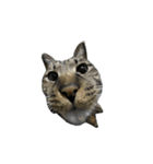 靴下ねこのたびお（個別スタンプ：40）
