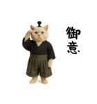 お猫様の吹き出しスタンプ5（個別スタンプ：7）