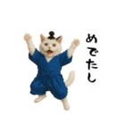 お猫様の吹き出しスタンプ5（個別スタンプ：9）