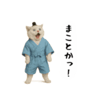お猫様の吹き出しスタンプ5（個別スタンプ：10）
