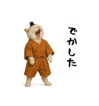 お猫様の吹き出しスタンプ5（個別スタンプ：11）