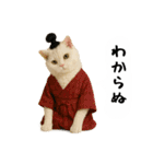 お猫様の吹き出しスタンプ5（個別スタンプ：13）