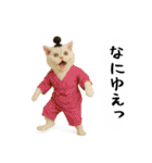 お猫様の吹き出しスタンプ5（個別スタンプ：14）