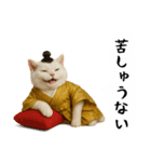 お猫様の吹き出しスタンプ5（個別スタンプ：16）