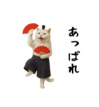 お猫様の吹き出しスタンプ5（個別スタンプ：21）