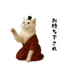 お猫様の吹き出しスタンプ5（個別スタンプ：24）