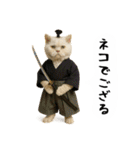 お猫様の吹き出しスタンプ5（個別スタンプ：32）