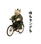 お猫様の吹き出しスタンプ5（個別スタンプ：34）