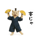 お猫様の吹き出しスタンプ5（個別スタンプ：36）