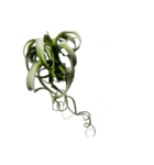 ティランジアの大きな文字スタンプ（個別スタンプ：6）
