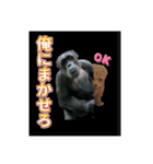 男気チンパン（個別スタンプ：3）