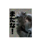 男気チンパン（個別スタンプ：7）