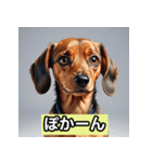 ミニチュアダックス表情スタンプ（個別スタンプ：21）