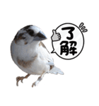 ジュウシマツさんスタンプ（個別スタンプ：17）