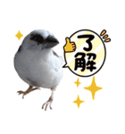 ジュウシマツさんスタンプ（個別スタンプ：19）