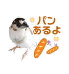 ジュウシマツさんスタンプ（個別スタンプ：20）