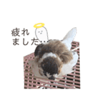 ジュウシマツさんスタンプ（個別スタンプ：24）