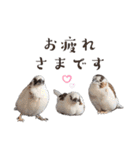 ジュウシマツさんスタンプ（個別スタンプ：29）