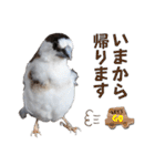 ジュウシマツさんスタンプ（個別スタンプ：35）