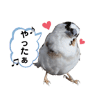 ジュウシマツさんスタンプ（個別スタンプ：39）
