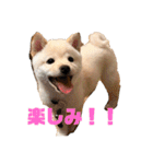 麗一（個別スタンプ：2）