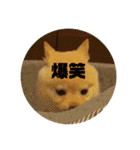 麗一（個別スタンプ：3）