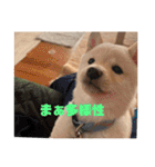 麗一（個別スタンプ：11）