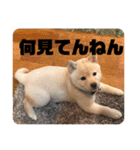 麗一（個別スタンプ：13）