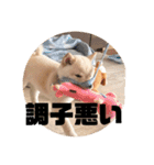 麗一（個別スタンプ：29）